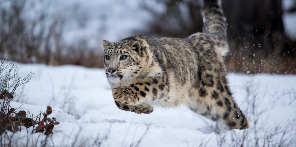 snowLeopard_1_1024x1024.jpg?v= 